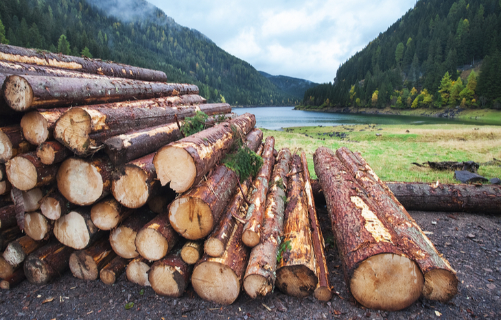 cut timber by lumber companies